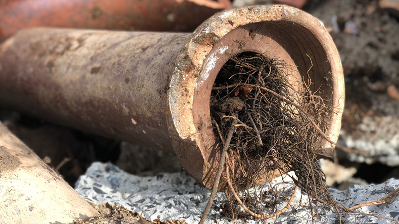 Blocked clay sewer pipe clogged with tree roots causing drainage issues